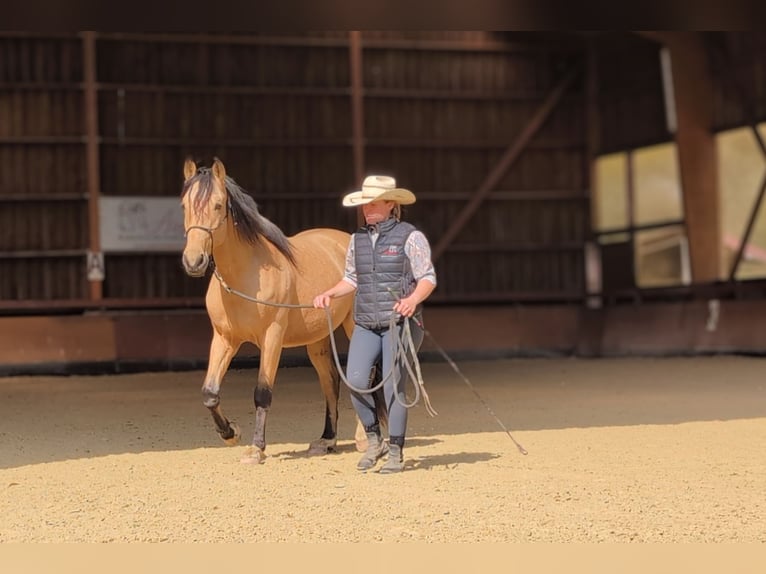 PRE Gelding 5 years 15,1 hh Dun in Caumont