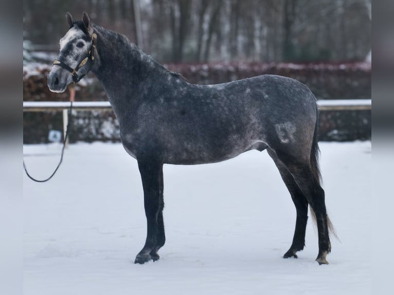PRE Gelding 5 years 15,1 hh Grey-Blue-Tan in Neustadt (Wied)