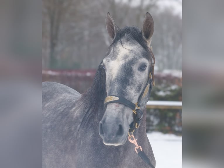 PRE Gelding 5 years 15,1 hh Grey-Blue-Tan in Neustadt (Wied)