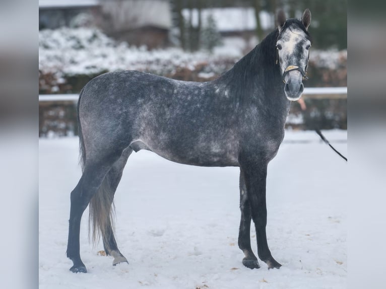 PRE Gelding 5 years 15,1 hh Grey-Blue-Tan in Neustadt (Wied)