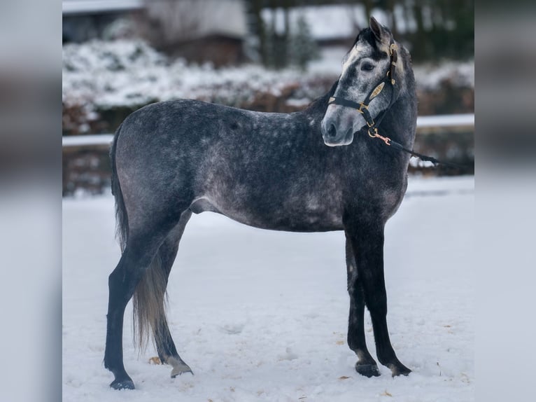 PRE Gelding 5 years 15,1 hh Grey-Blue-Tan in Neustadt (Wied)