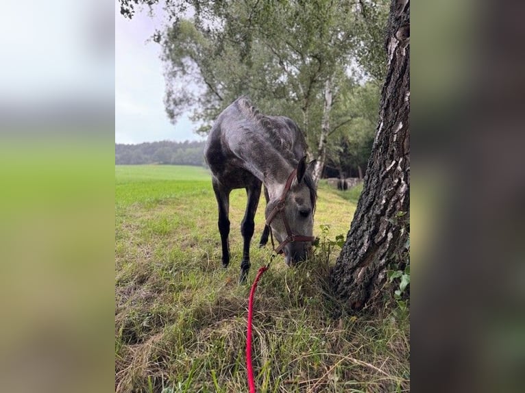 PRE Mix Gelding 5 years 15,1 hh Grey-Dapple in Mayerling
