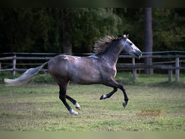 PRE Gelding 5 years 15,1 hh Grey in Traventhal