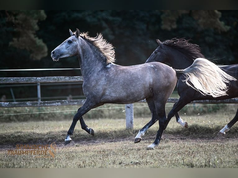 PRE Gelding 5 years 15,1 hh Grey in Traventhal