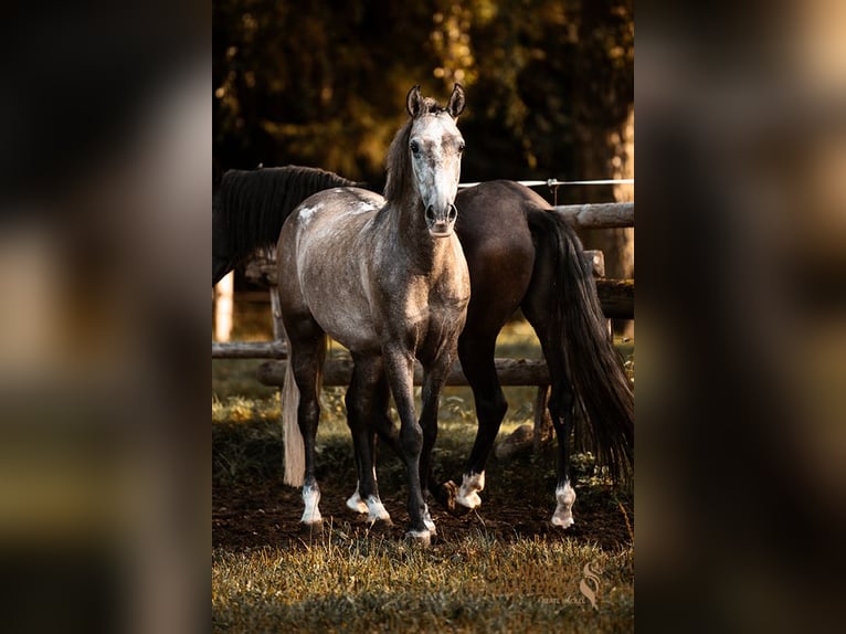 PRE Gelding 5 years 15,1 hh Grey in Traventhal