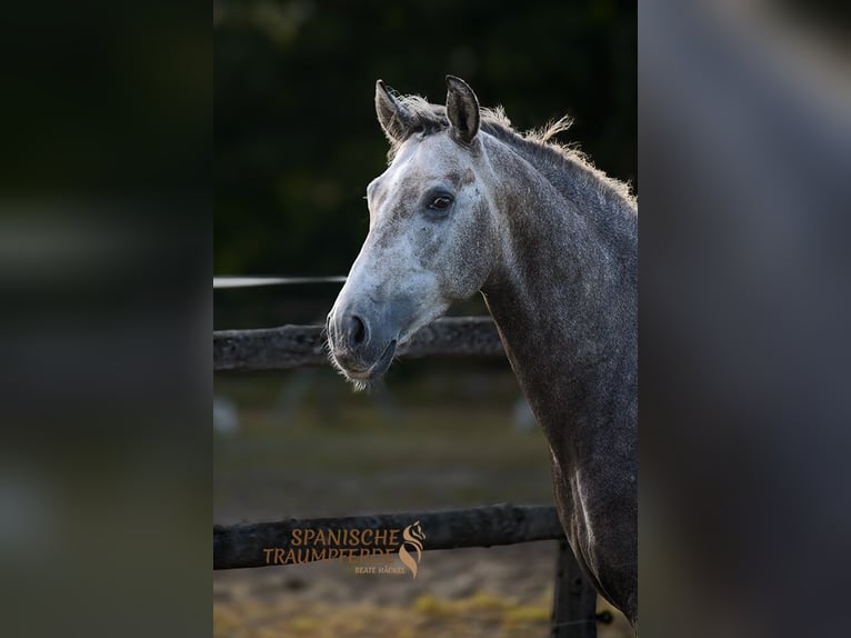 PRE Gelding 5 years 15,1 hh Grey in Traventhal
