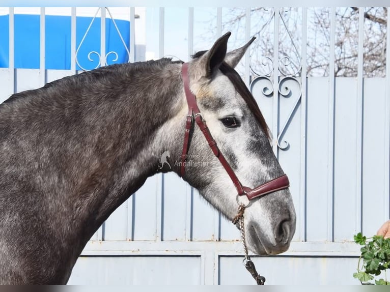 PRE Gelding 5 years 15,1 hh Grey in Provinz Granada