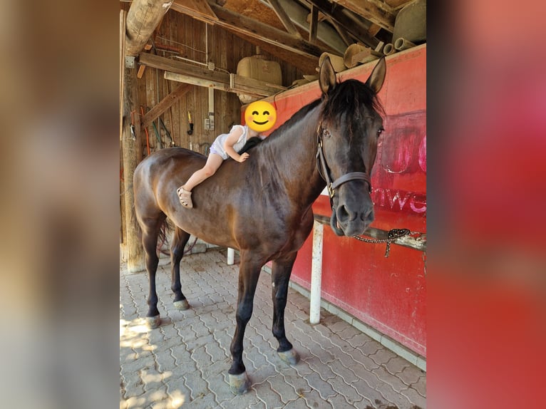 PRE Mix Gelding 5 years 15,2 hh Black in Gernsbach