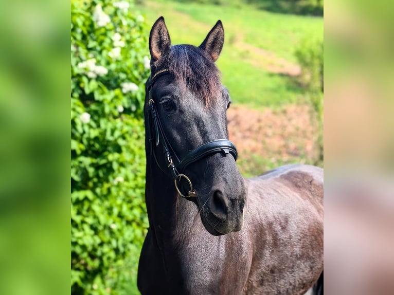 PRE Mix Gelding 5 years 15,2 hh Black in Gernsbach