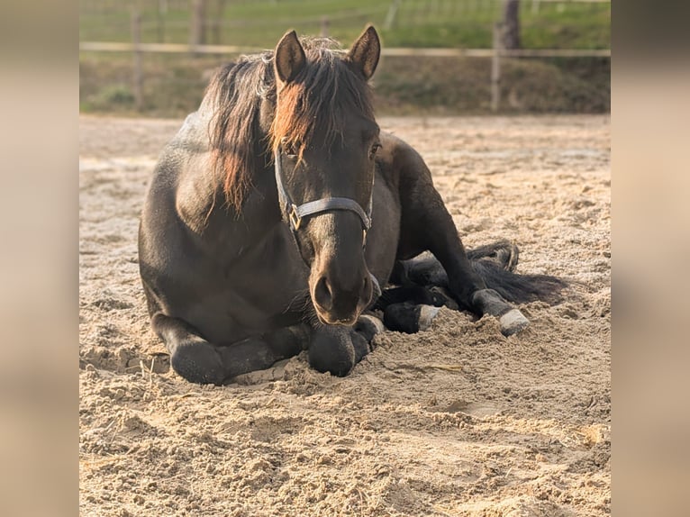 PRE Mix Gelding 5 years 15,2 hh Black in Gernsbach