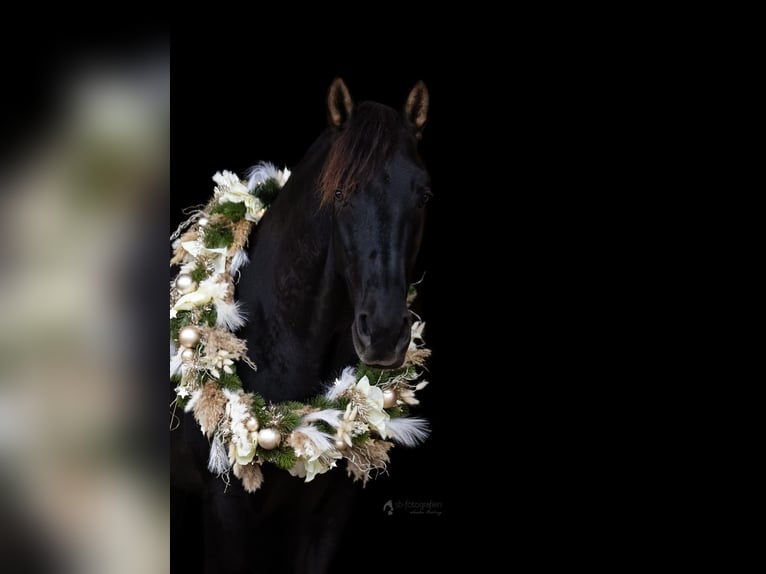 PRE Mix Gelding 5 years 15,2 hh Black in Gernsbach