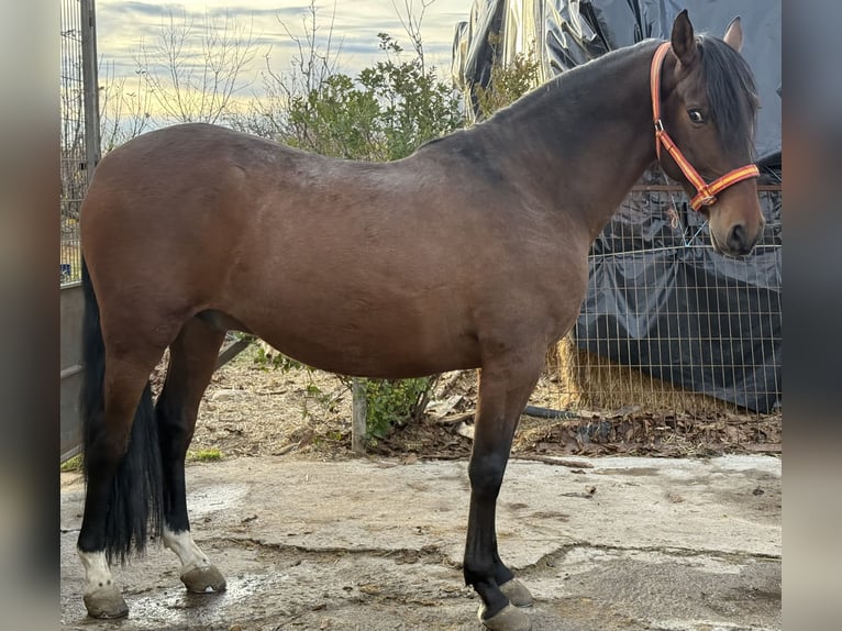 PRE Gelding 5 years 15,2 hh Brown in Avila
