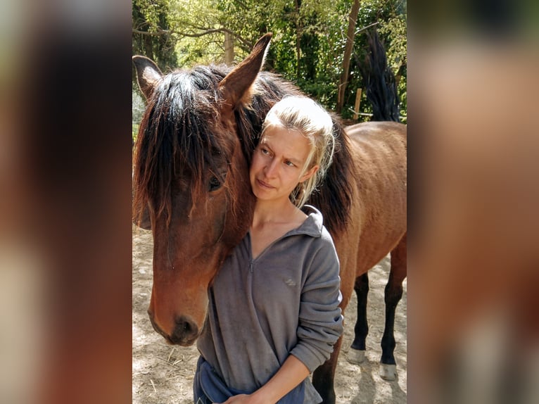 PRE Mix Gelding 5 years 15,2 hh Brown in Neubrunn