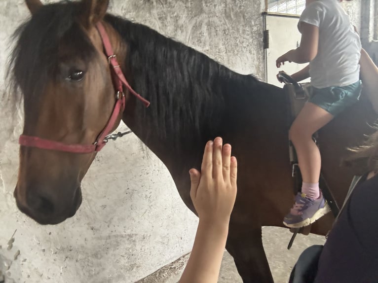 PRE Gelding 5 years 15,2 hh Brown in G&#xF6;rzke