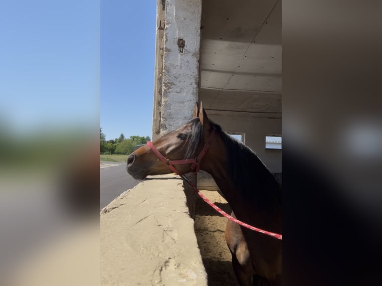 PRE Gelding 5 years 15,2 hh Brown in G&#xF6;rzke