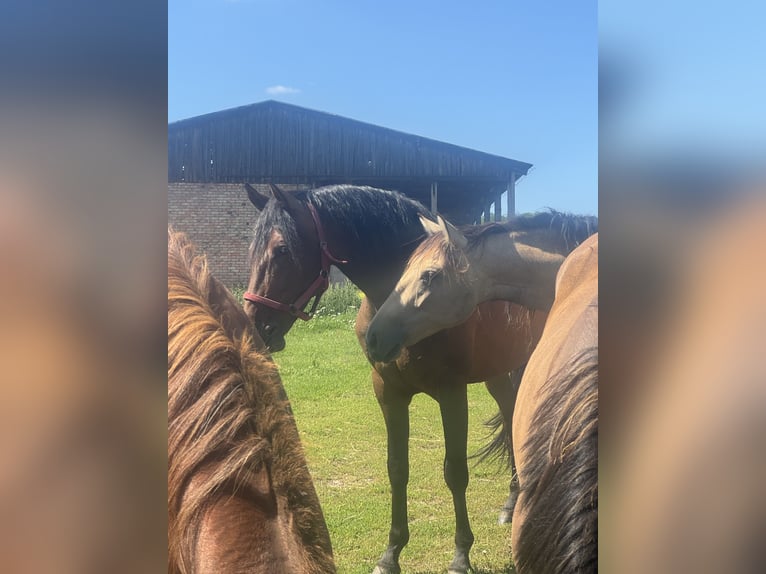 PRE Gelding 5 years 15,2 hh Brown in G&#xF6;rzke
