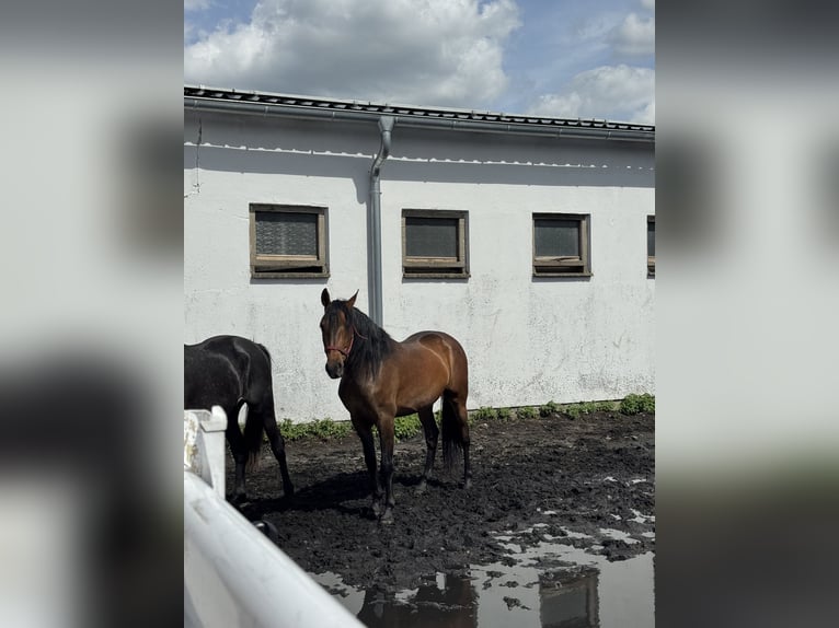 PRE Gelding 5 years 15,2 hh Brown in G&#xF6;rzke