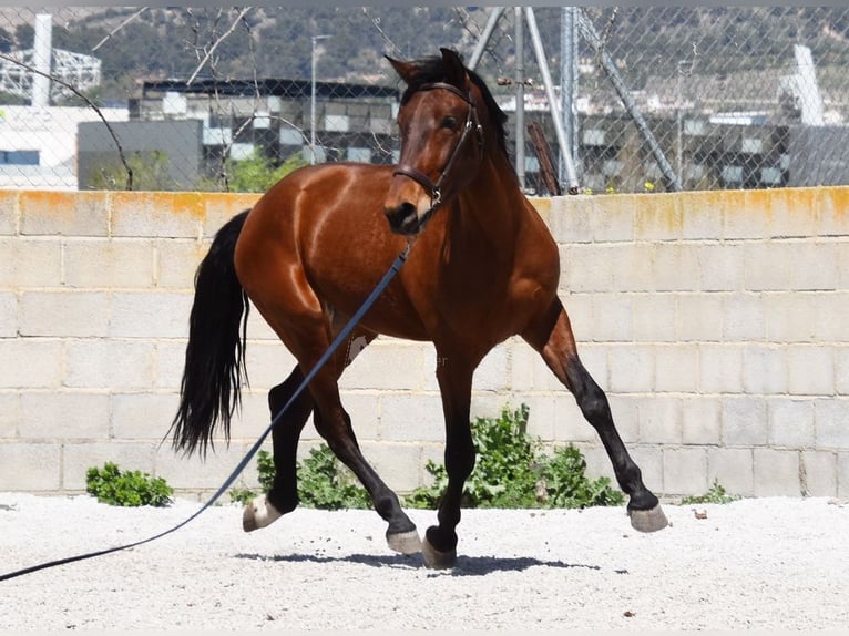 PRE Gelding 5 years 15,2 hh Brown in Provinz Granada