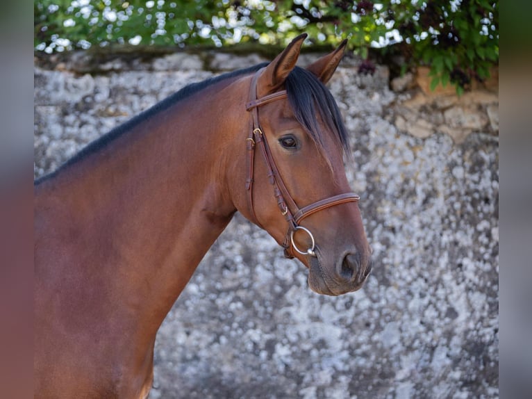 PRE Mix Gelding 5 years 15,2 hh Brown in G&#xF6;llheim