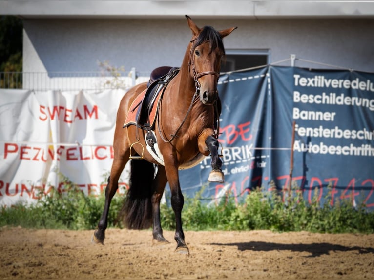PRE Mix Gelding 5 years 15,2 hh Brown in G&#xF6;llheim