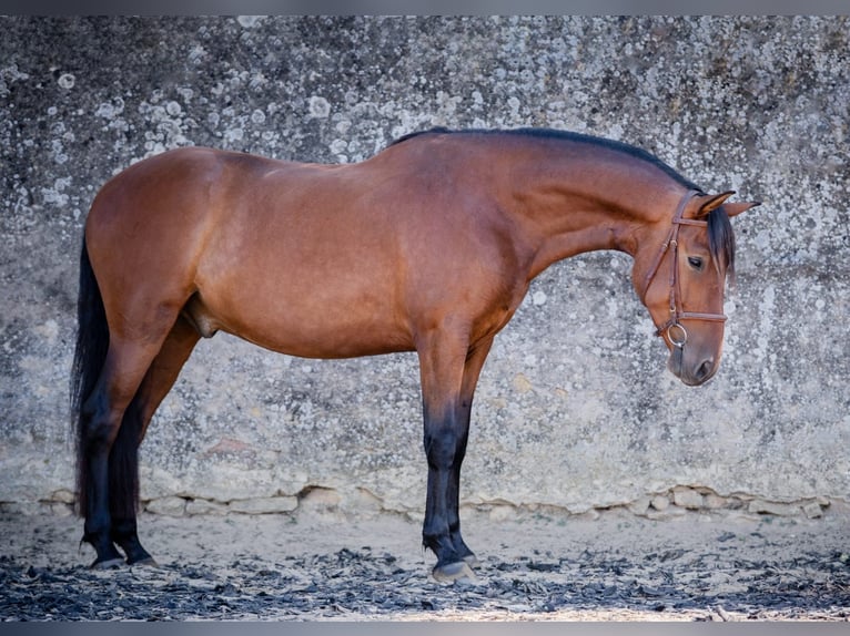 PRE Mix Gelding 5 years 15,2 hh Brown in G&#xF6;llheim