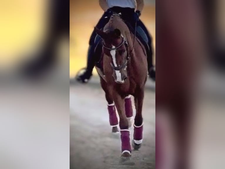 PRE Mix Gelding 5 years 15,2 hh Chestnut-Red in Sevilla