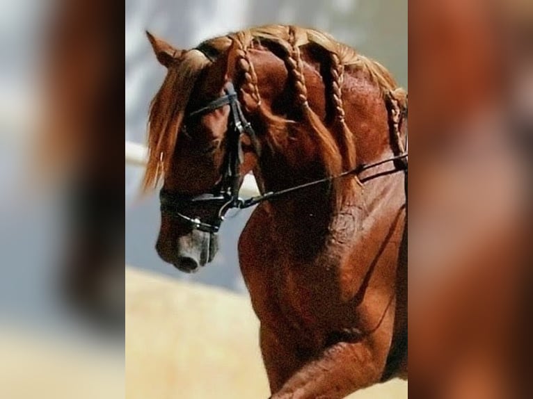 PRE Mix Gelding 5 years 15,2 hh Chestnut-Red in Valencia