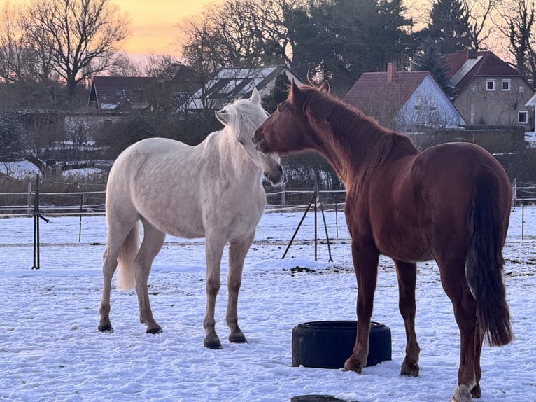 PRE Gelding 5 years 15,2 hh Chestnut-Red in Userin