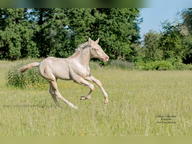 PRE Gelding 5 years 15,2 hh Cremello in Heiligenhaus