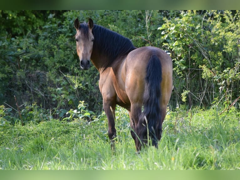 PRE Gelding 5 years 15,2 hh Dun in Stadthagen