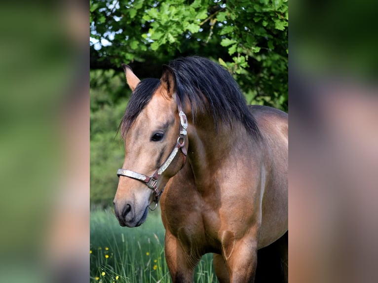 PRE Gelding 5 years 15,2 hh Dun in Stadthagen