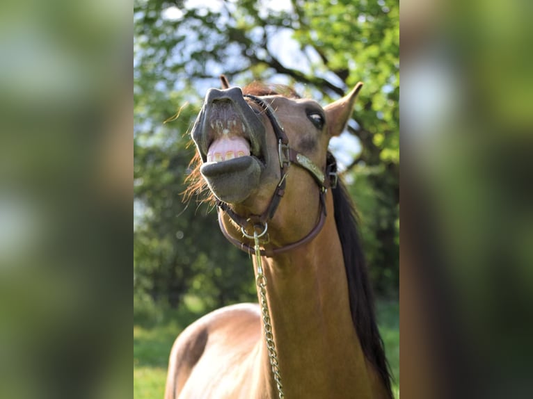 PRE Gelding 5 years 15,2 hh Dun in Stadthagen