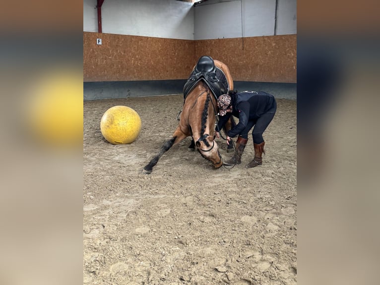 PRE Gelding 5 years 15,2 hh Dun in Stadthagen