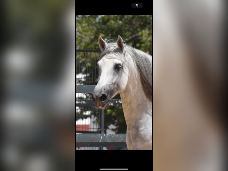 PRE Mix Gelding 5 years 15,2 hh Gray-Dapple in München
