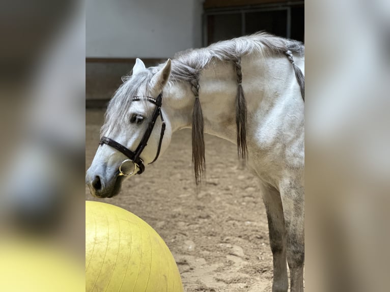 PRE Mix Gelding 5 years 15,2 hh Gray-Dapple in München