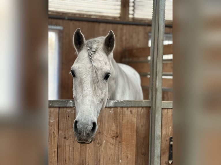 PRE Mix Gelding 5 years 15,2 hh Gray-Dapple in München