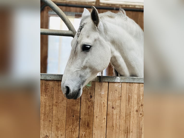 PRE Mix Gelding 5 years 15,2 hh Gray-Dapple in München