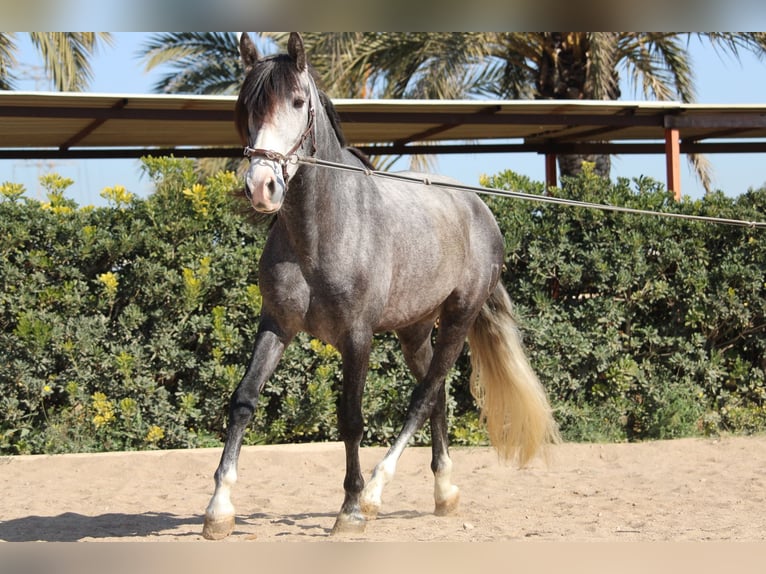 PRE Gelding 5 years 15,2 hh Grey in Valencia