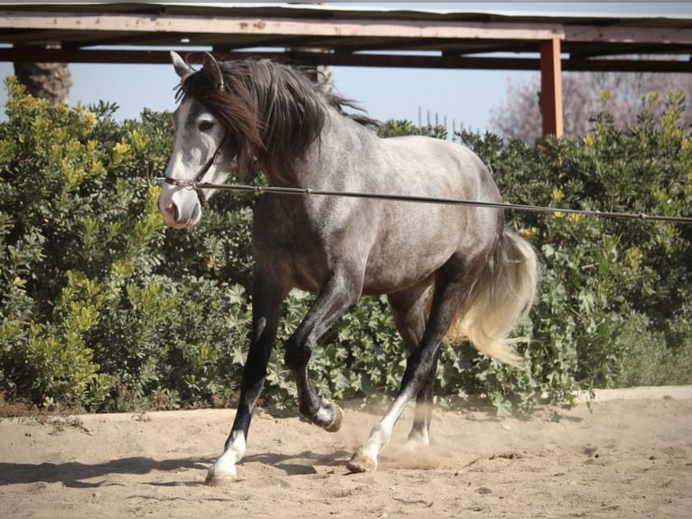 PRE Gelding 5 years 15,2 hh Grey in Valencia
