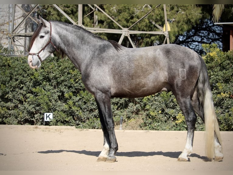 PRE Gelding 5 years 15,2 hh Grey in Valencia
