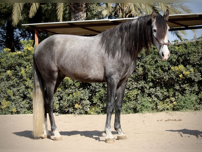 PRE Gelding 5 years 15,2 hh Grey in Valencia