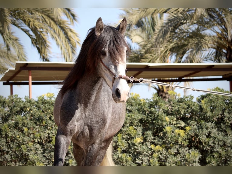 PRE Gelding 5 years 15,2 hh Grey in Valencia
