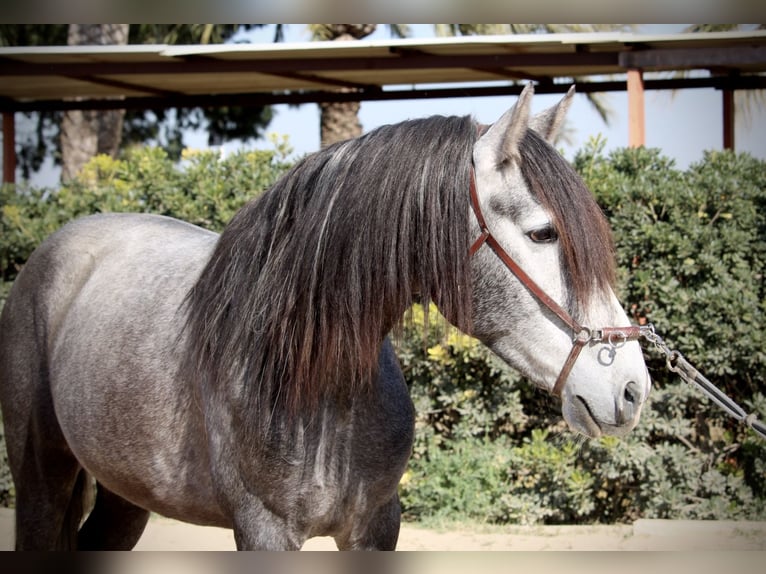 PRE Gelding 5 years 15,2 hh Grey in Valencia