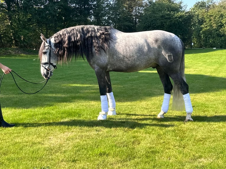 PRE Gelding 5 years 15,2 hh Grey in Valencia