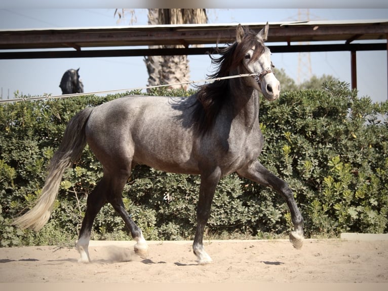 PRE Gelding 5 years 15,2 hh Grey in Valencia