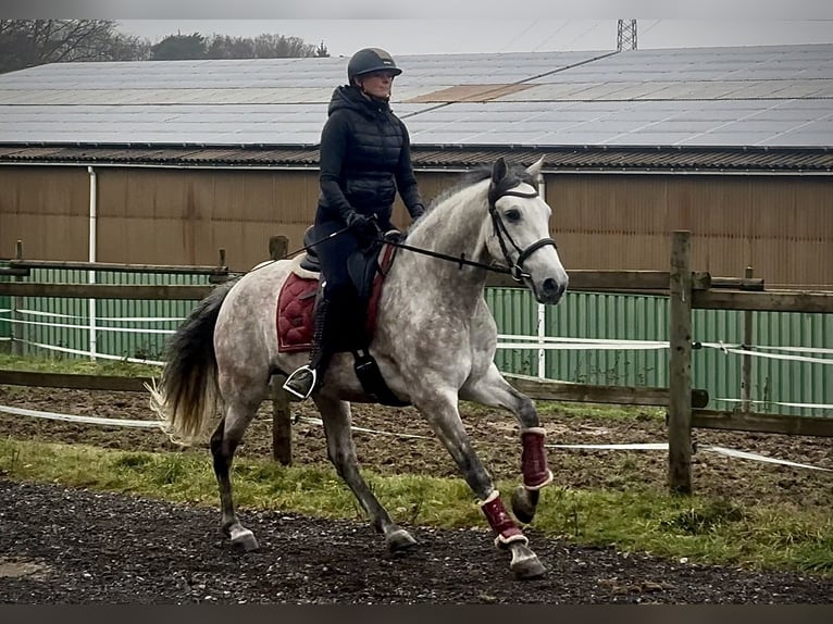 PRE Mix Gelding 5 years 15,2 hh Grey in Neustadt (Wied)