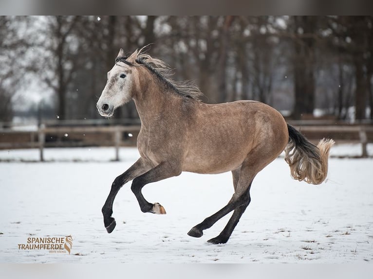 PRE Gelding 5 years 15,2 hh Grey in Traventhal