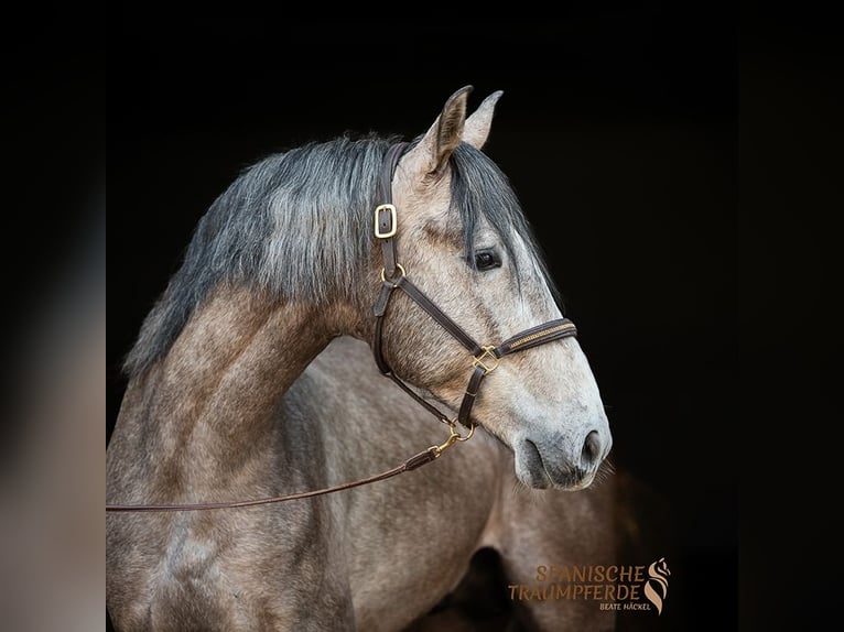PRE Mix Gelding 5 years 15,2 hh Grey in Traventhal