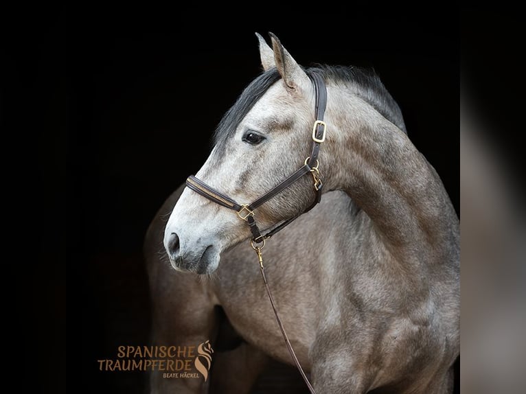 PRE Mix Gelding 5 years 15,2 hh Grey in Traventhal