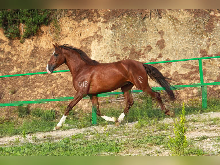 PRE Mix Gelding 5 years 15,2 hh Sorrel in Terrassa